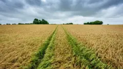 Tarım Arazilerini Boş Bekletenlere Müjde: Yüzde 75 Hibe Desteğiyle Tarlalar Yeşerecek! - AntKarder